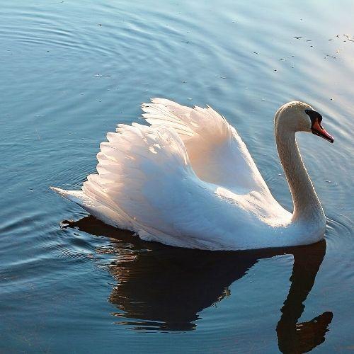 الإوز العراقي أو Swan