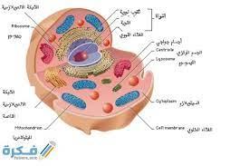 الخلية الحيوانية