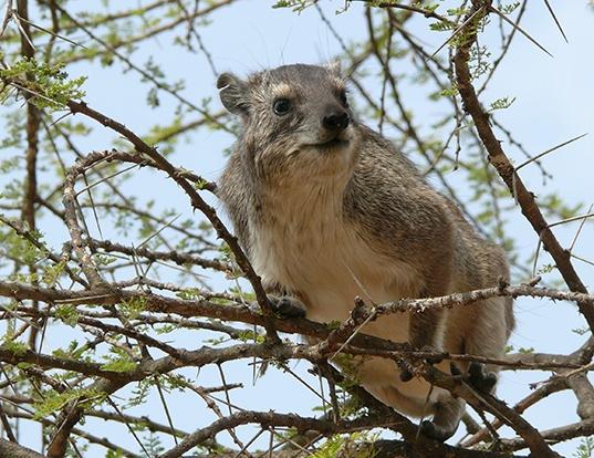 الوبر الشجري (Tree-Hyrax) - جبال كلمنجارو