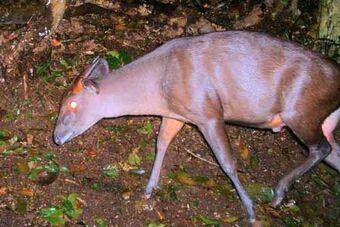 ديكر أبوت (Abbot’s Duiker) - جبال كلمنجارو