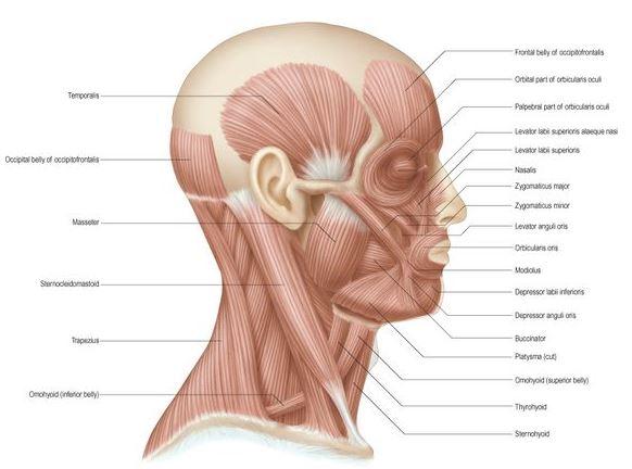 مصطلحات علم التشريح - الرأس والرقبة