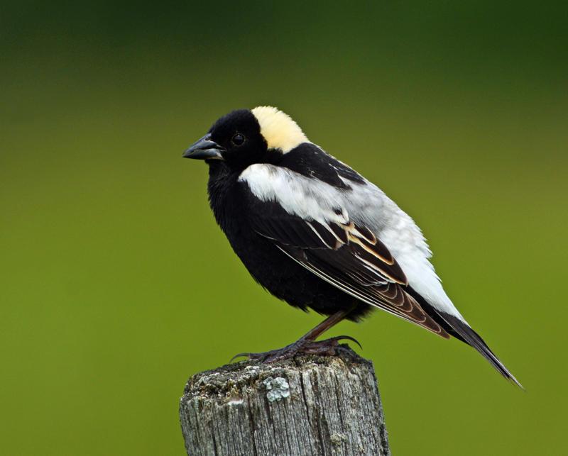 طائر الممراح المغرّد، البوبولينك (Bobolinks)