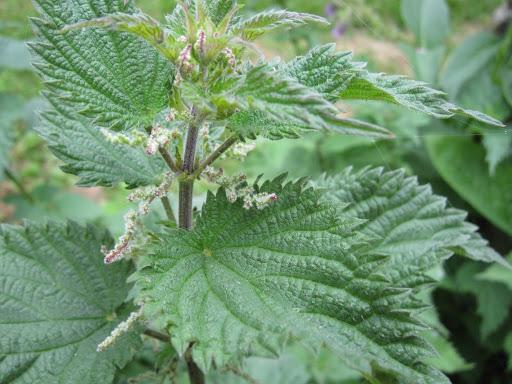 نبات القراص - القراص اللاذع (Urtica Dioica)