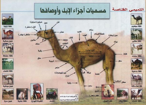 camelpic عجائب اللغة العربية