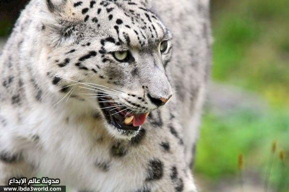 نمر ثلجي Snow leopard