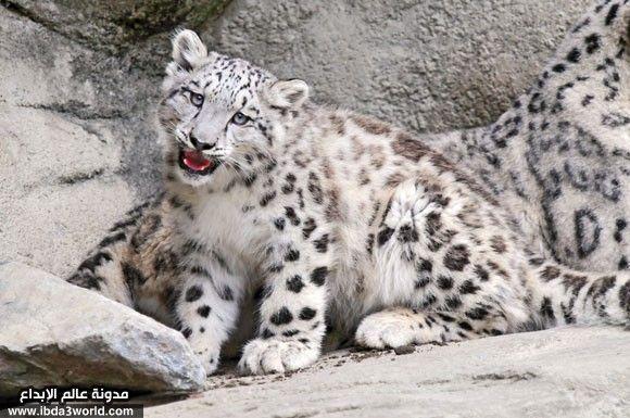 نمر ثلجي Snow leopard