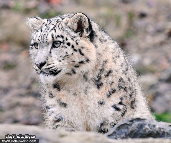 نمر ثلجي Snow leopard