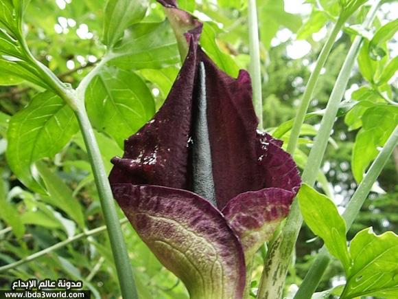 نبات دراكونكولاس فولجارز Dracunculus vulgaris