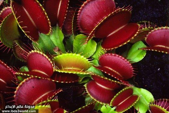 نبات الديونيا Dionaea muscipula