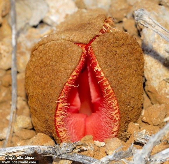 نبات هيدنورا أفريكانا Hydnora Africana