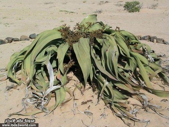 فليفيتشيا ميرابيلس Welwitschia Mirabilis