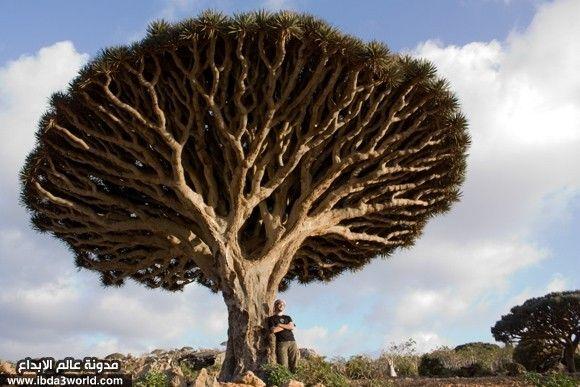 شجرة دم التنين Cinnabari Dracaena