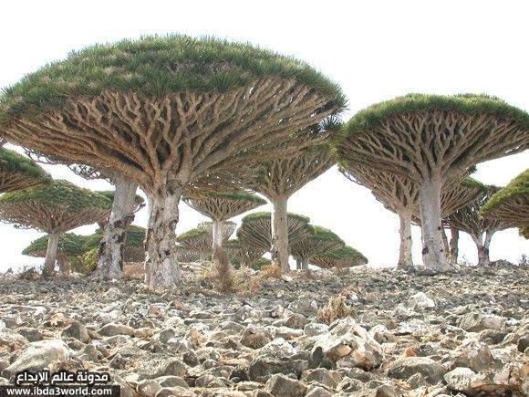 شجرة دم التنين Cinnabari Dracaena