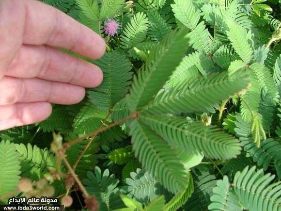 نبات ميموسا بوديكا Mimosa Pudica