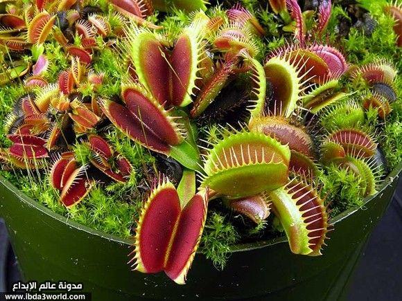 نبات الديونيا Dionaea muscipula