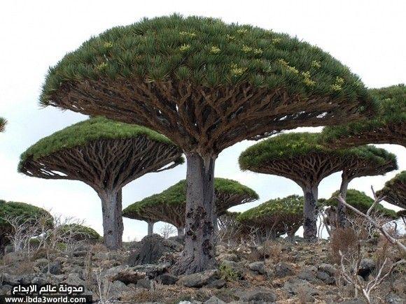 شجرة دم التنين Cinnabari Dracaena