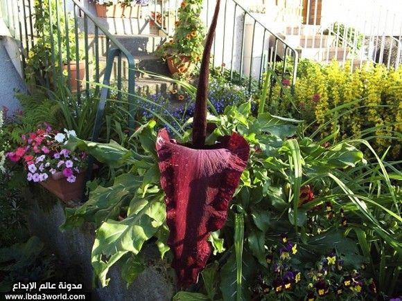 نبات دراكونكولاس فولجارز Dracunculus vulgaris