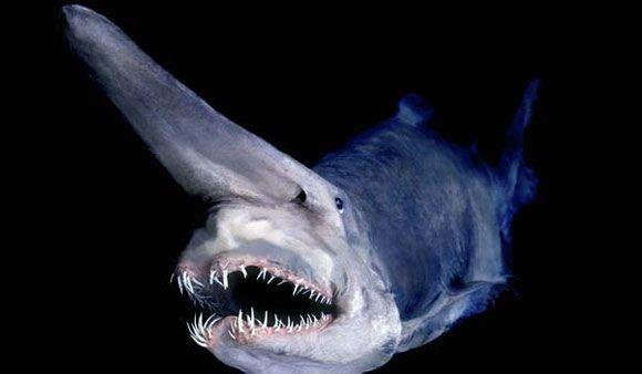 عفريت القرش Goblin Shark