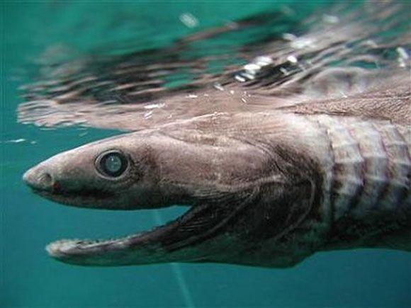 Frilled Shark