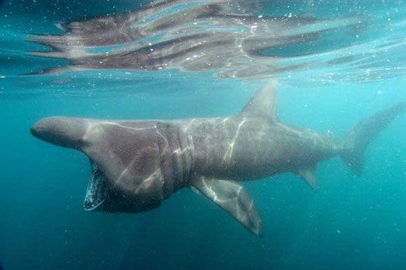  Basking Shark