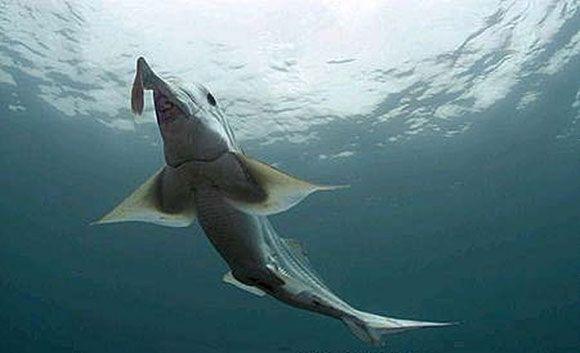 Ghost Shark