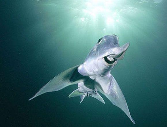 Ghost Shark