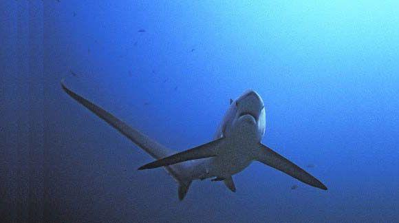  Thresher Sharks