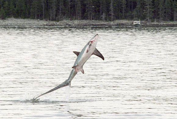  Thresher Sharks