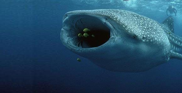 Whale Sharks