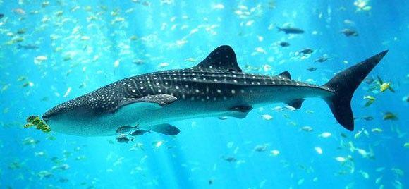 Whale Sharks