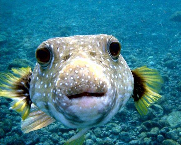 السمك البخاخ Puffer Fish