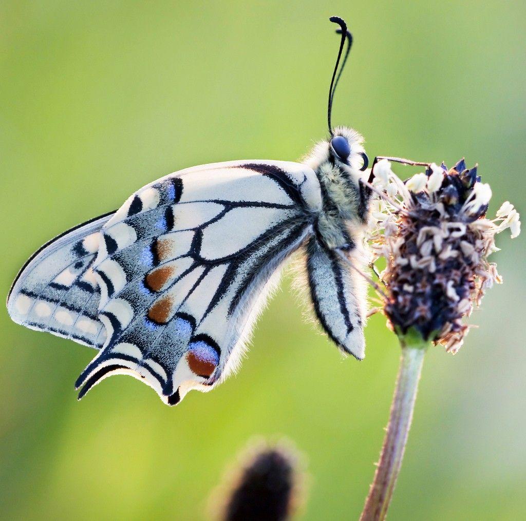 فراشة Pipevine