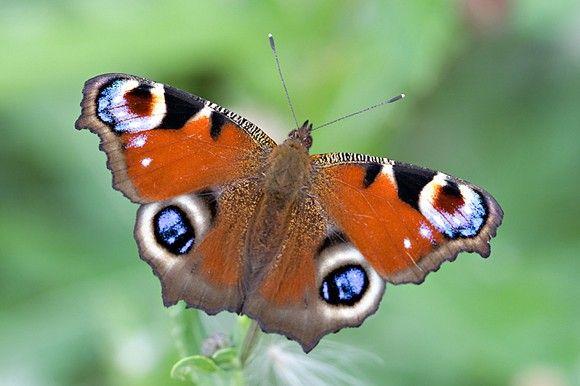 فراشة Peacock أو الطاووس: