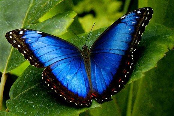 فراشة Peleides Blue Morpho: