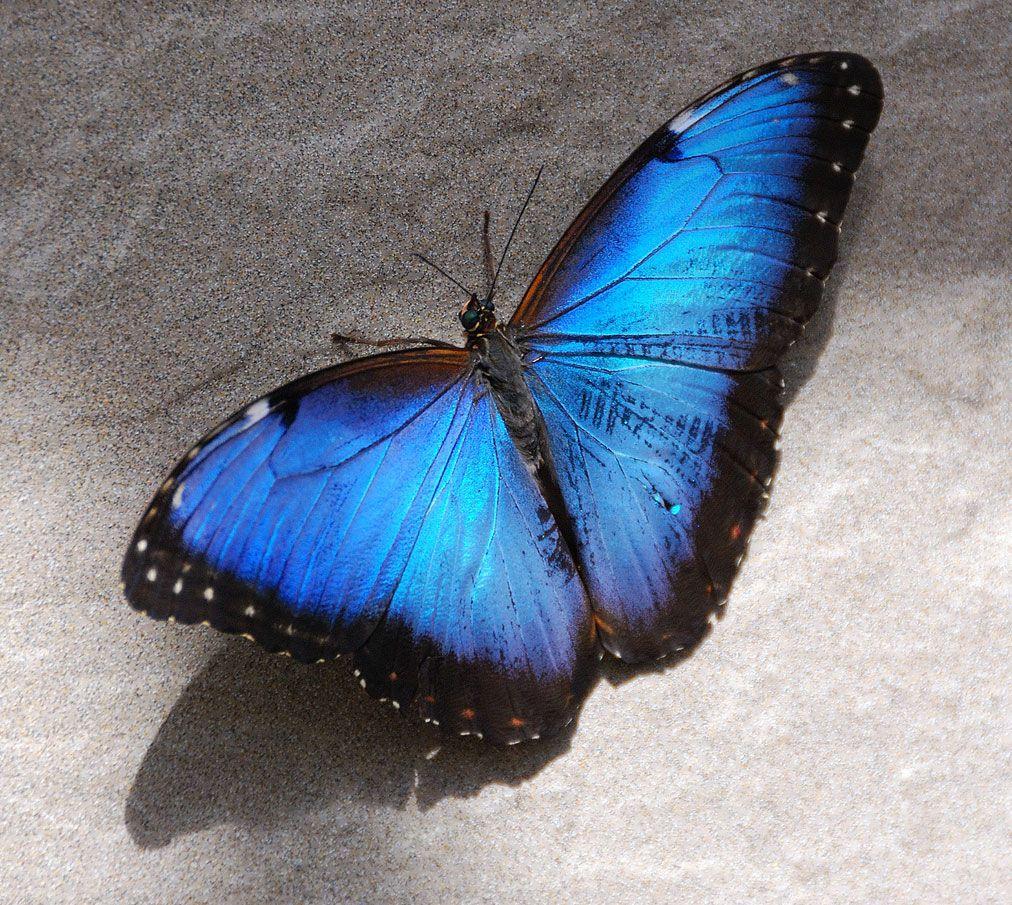 فراشة Peleides Blue Morpho: