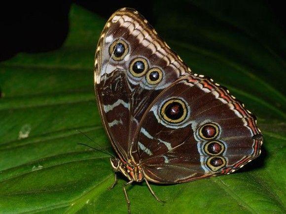 فراشة Peleides Blue Morpho: