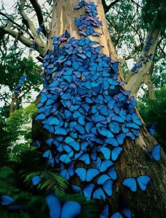 فراشة Peleides Blue Morpho: