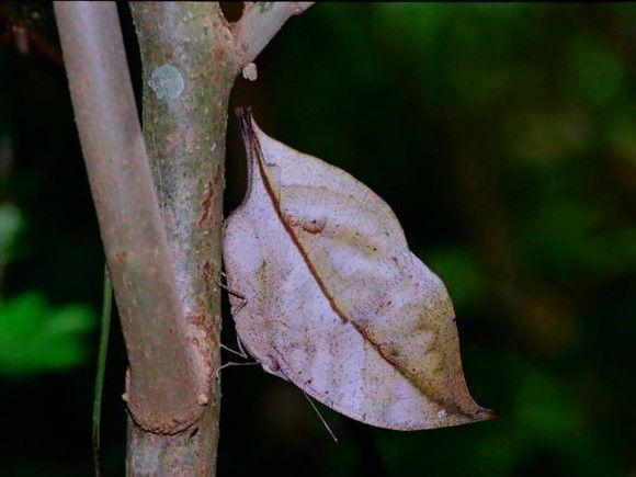 فراشة الـ Oak Leaf