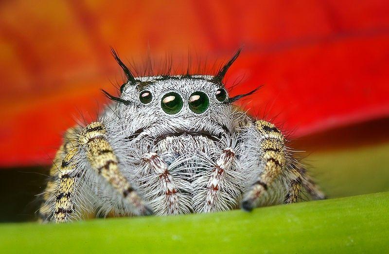 العنكبوت القفاز (النطاط) The jumping spider - Salticidae