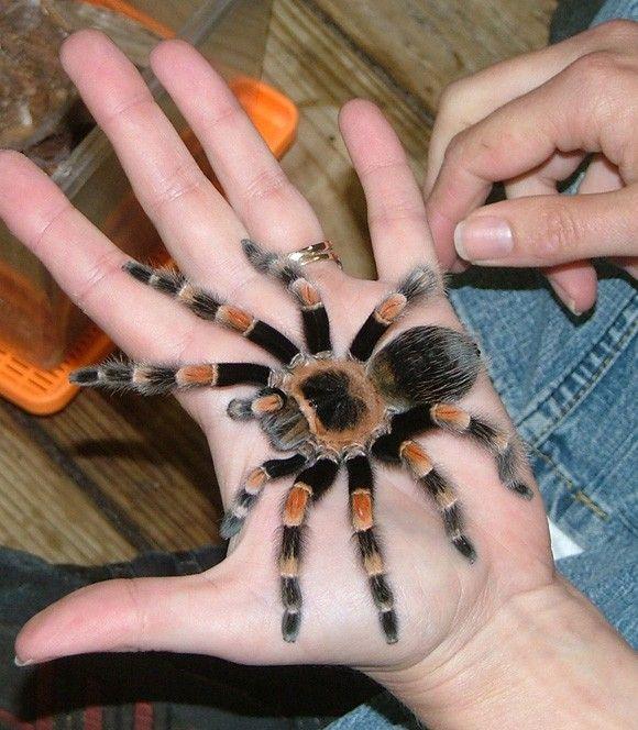 العنكبوت برتقالي الركبة Orange Knee Tarantula