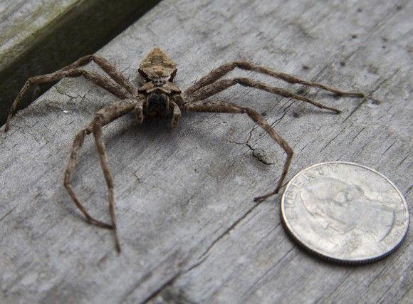 العناكب صيادة السمك Fisher Spider