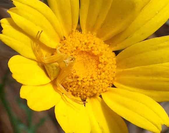 عنكبوت السلطعون Crab Spider