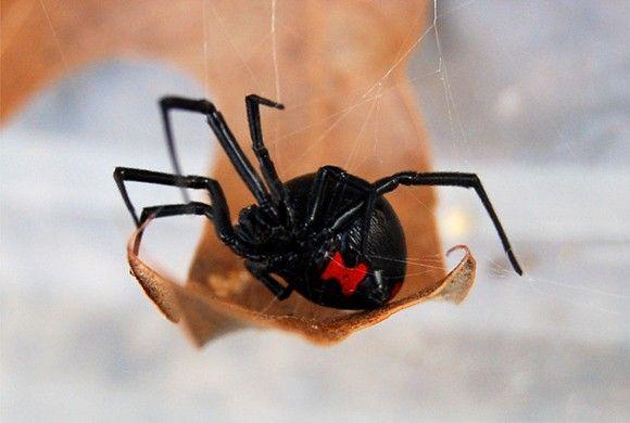 الأرملة السوداء The Black Widow