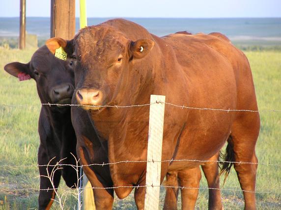 بيفالو Beefalo