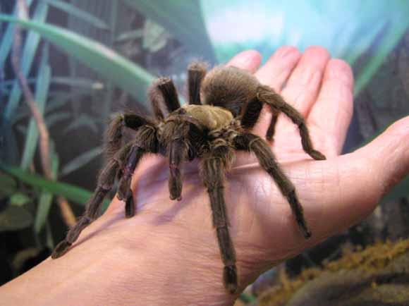 عنكبوت الطيور الصيني أو (نمر الأرض) Chinese bird spider