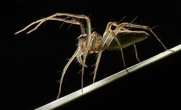 العنكبوت الوشق Lynx Spider