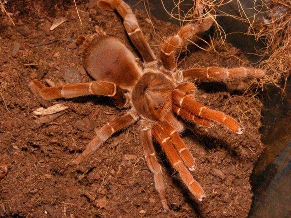 عنكبوت ملك بابون King Baboon Spider