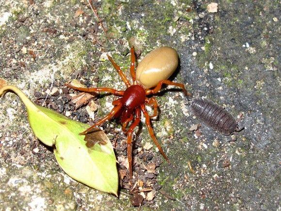 عنكبوت قمل الخشب Woodlouse spider