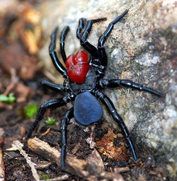 العنكبوت الفأر Mouse Spider