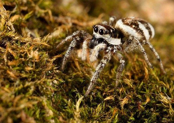 عنكبوت الحمار الوحشي Zebra Spider